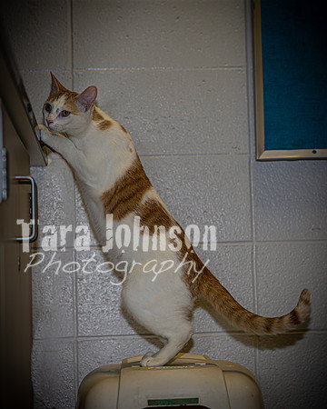 2022 LHS Theatre - Cats - TJP (9 of 70)