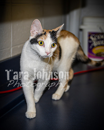2022 LHS Theatre - Cats - TJP (14 of 70)