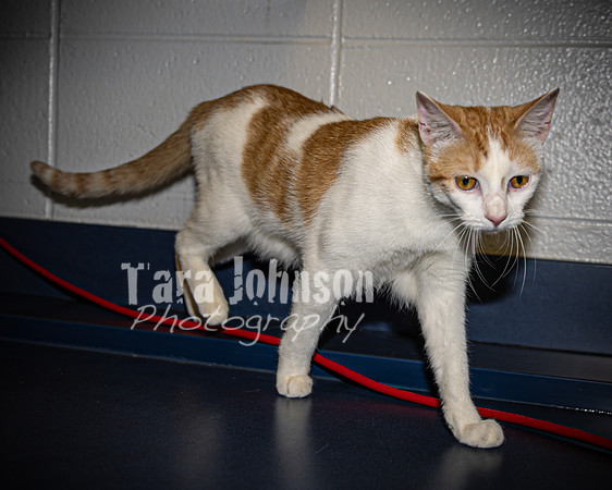 2022 LHS Theatre - Cats - TJP (18 of 70)