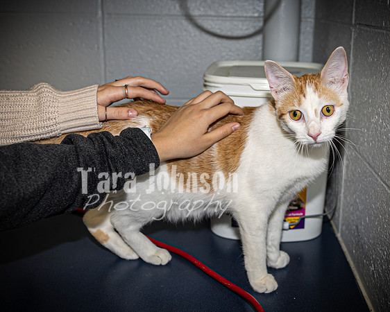 2022 LHS Theatre - Cats - TJP (19 of 70)