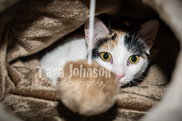 2022 LHS Theatre - Cats - TJP (30 of 70)