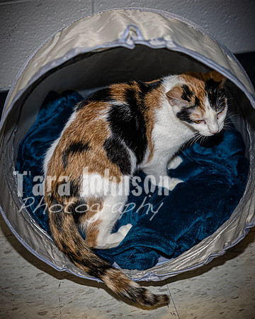 2022 LHS Theatre - Cats - TJP (35 of 70)