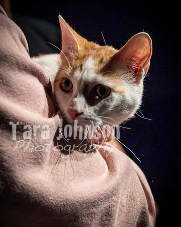 2022 LHS Theatre - Cats - TJP (54 of 70)