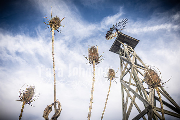 Windmill - TJP (3 of 3)