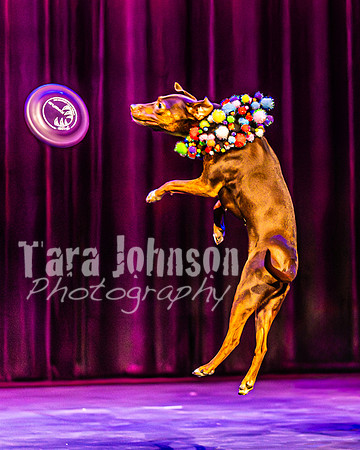 2026 Mutts in Motion - Highlights - TJP (24 of 90)