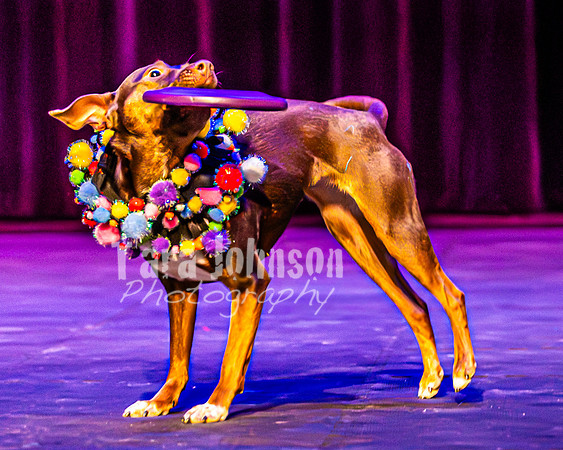 2026 Mutts in Motion - Highlights - TJP (27 of 90)