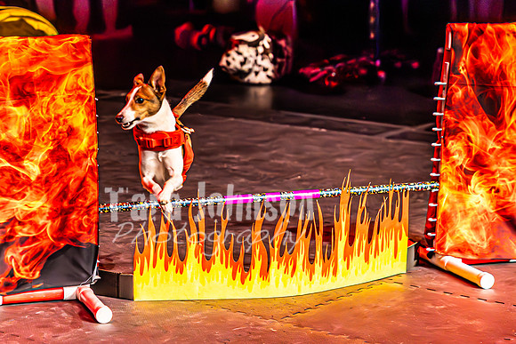 2026 Mutts in Motion - Highlights - TJP (44 of 90)