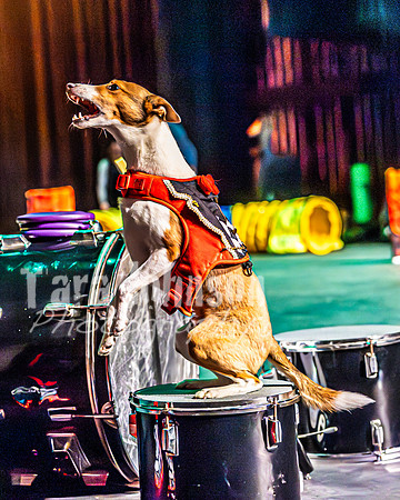 2026 Mutts in Motion - Highlights - TJP (43 of 90)