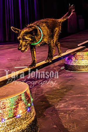 2026 Mutts in Motion - Highlights - TJP (52 of 90)