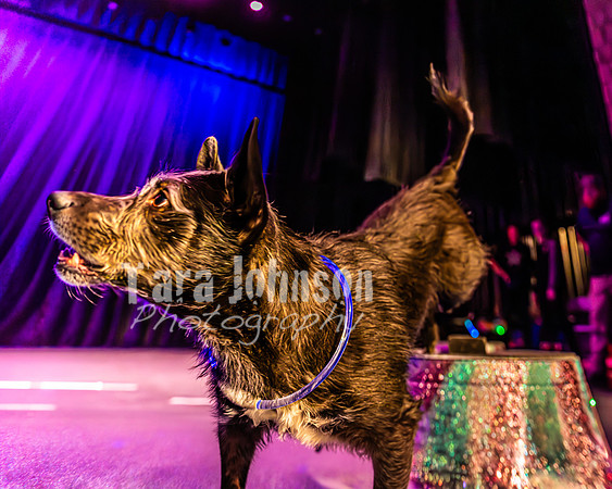 2026 Mutts in Motion - Highlights - TJP (53 of 90)