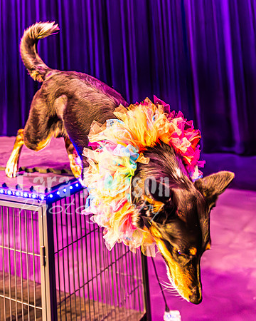 2026 Mutts in Motion - Highlights - TJP (57 of 90)