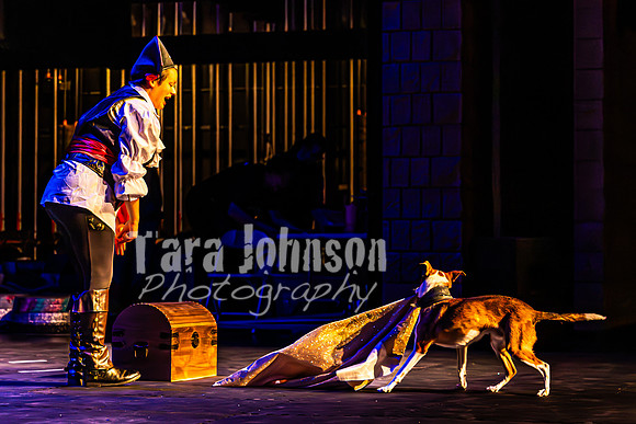 2026 Mutts in Motion - Highlights - TJP (65 of 90)