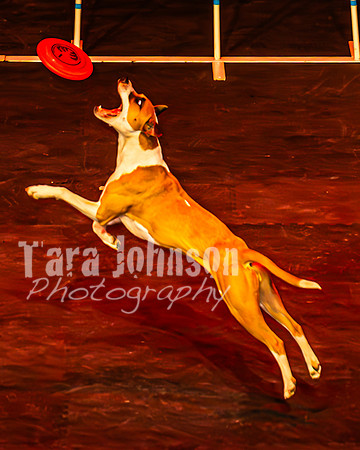 2026 Mutts in Motion - Highlights - TJP (74 of 90)