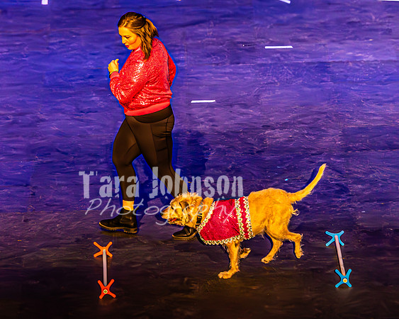 2026 Mutts in Motion - Highlights - TJP (72 of 90)