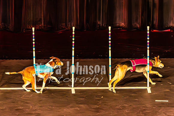 2026 Mutts in Motion - Highlights - TJP (77 of 90)