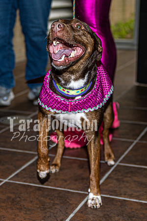 2026 Mutts in Motion - Highlights - TJP (87 of 90)