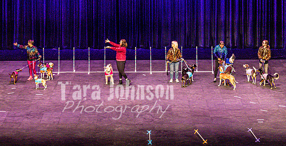 2026 Mutts in Motion - Highlights - TJP (84 of 90)