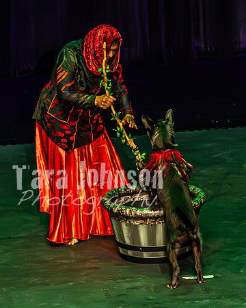 2026 Mutts in Motion - Tewks & Susette (Spell) - TJP (17 of 31)
