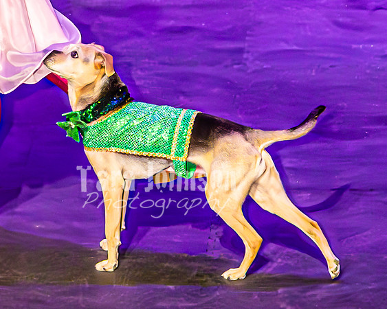 2026 Mutts in Motion - Zyra & Jen (Popular) - TJP (11 of 38)