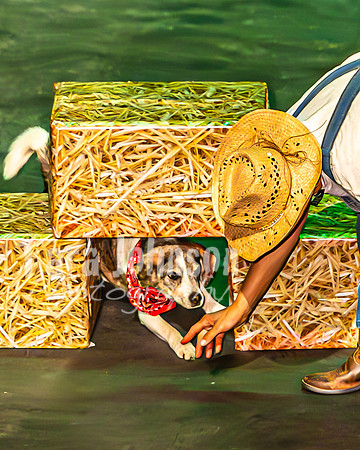 2026 Mutts in Motion - Spec & Susette (Farm Life) - TJP (4 of 21)