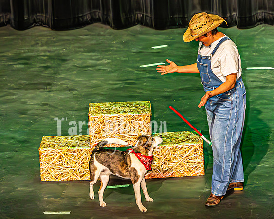 2026 Mutts in Motion - Spec & Susette (Farm Life) - TJP (5 of 21)
