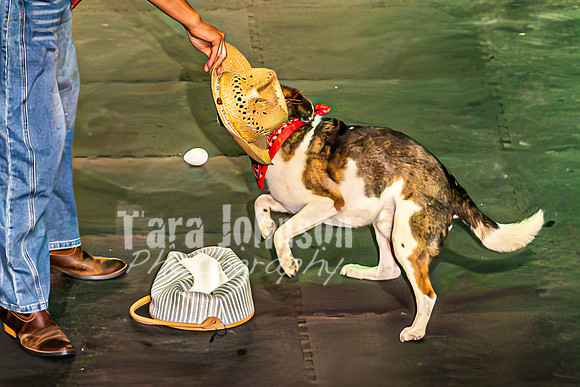 2026 Mutts in Motion - Spec & Susette (Farm Life) - TJP (20 of 21)