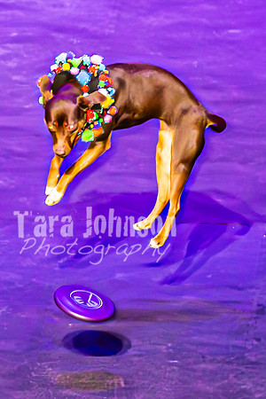 2026 Mutts in Motion - Stitch & Jen (Cooties) - TJP (19 of 21)