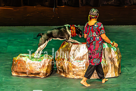 2026 Mutts in Motion - Why & Susette (Lion King) - TJP (6 of 43)