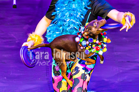 2026 Mutts in Motion - Stitch & Jen (Cooties) - TJP (17 of 21)