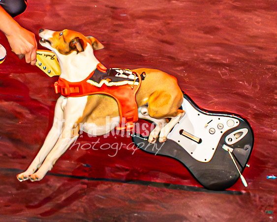 2026 Mutts in Motion - Muchu & Jen (Goofy Goober) - TJP (18 of 36)