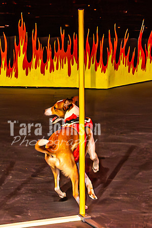 2026 Mutts in Motion - Muchu & Jen (Goofy Goober) - TJP (23 of 36)