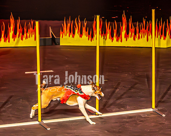 2026 Mutts in Motion - Muchu & Jen (Goofy Goober) - TJP (22 of 36)