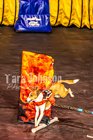 2026 Mutts in Motion - Muchu & Jen (Goofy Goober) - TJP (28 of 36)