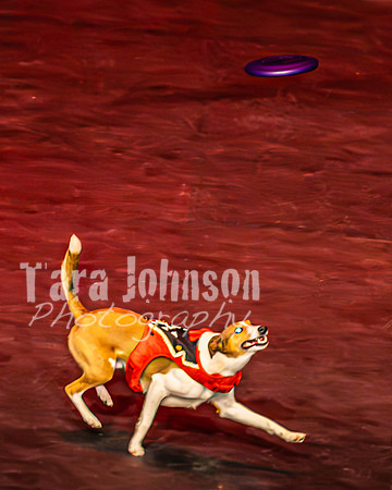 2026 Mutts in Motion - Muchu & Jen (Goofy Goober) - TJP (29 of 36)