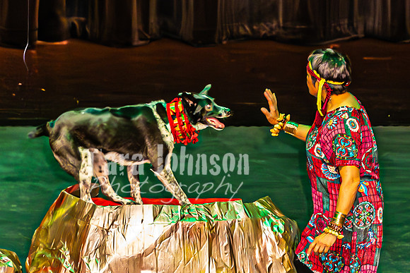 2026 Mutts in Motion - Why & Susette (Lion King) - TJP (21 of 43)