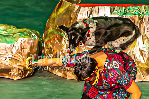 2026 Mutts in Motion - Why & Susette (Lion King) - TJP (36 of 43)