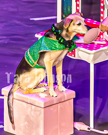 2026 Mutts in Motion - Performance - Complete - TJP (58 of 487)