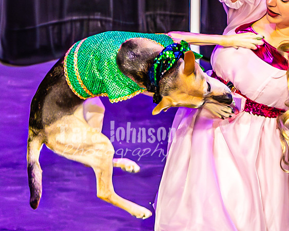 2026 Mutts in Motion - Performance - Complete - TJP (63 of 487)