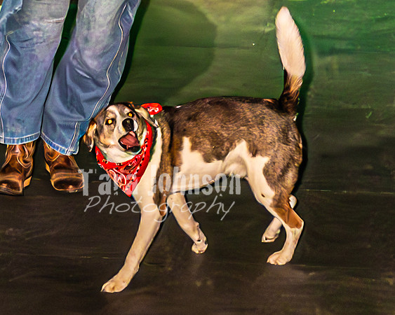 2026 Mutts in Motion - Performance - Complete - TJP (78 of 487)