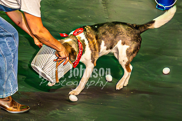 2026 Mutts in Motion - Performance - Complete - TJP (87 of 487)