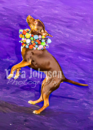 2026 Mutts in Motion - Performance - Complete - TJP (119 of 487)