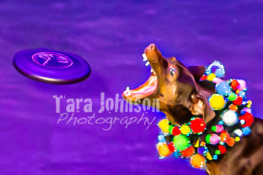 2026 Mutts in Motion - Performance - Complete - TJP (135 of 487)