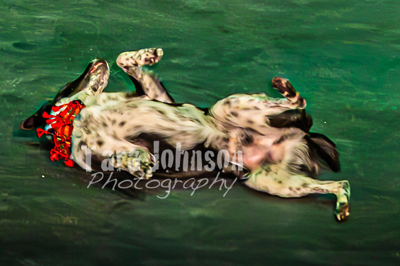 2026 Mutts in Motion - Performance - Complete - TJP (155 of 487)