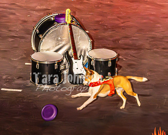 2026 Mutts in Motion - Performance - Complete - TJP (187 of 487)