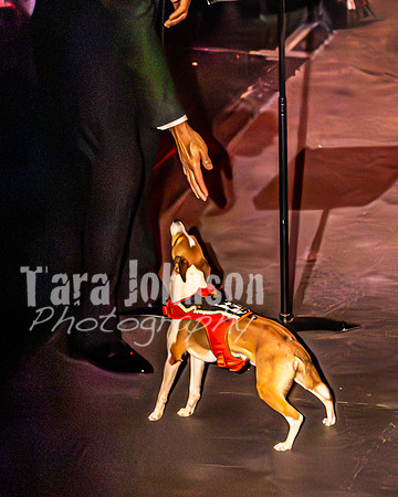 2026 Mutts in Motion - Performance - Complete - TJP (188 of 487)