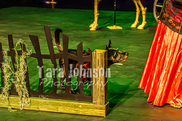2026 Mutts in Motion - Rehearsal 1 - TJP (7 of 20)