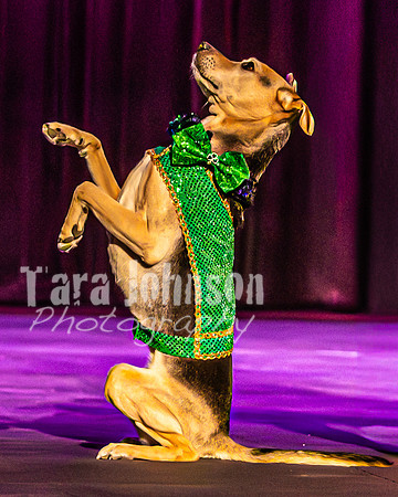 2026 Mutts in Motion - Rehearsal 2 - TJP (3 of 25)