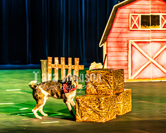 2026 Mutts in Motion - Rehearsal 3 - TJP (1 of 13)