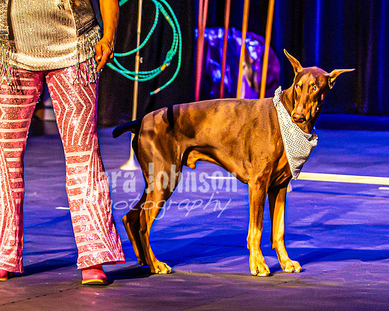 2026 Mutts in Motion - Rehearsal 4 - TJP (1 of 35)