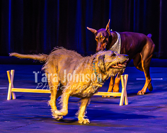 2026 Mutts in Motion - Rehearsal 4 - TJP (5 of 35)